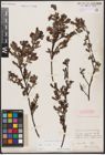 Foto von Salix aurita L.